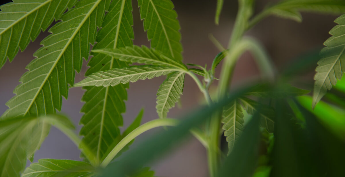 La planta en disputa